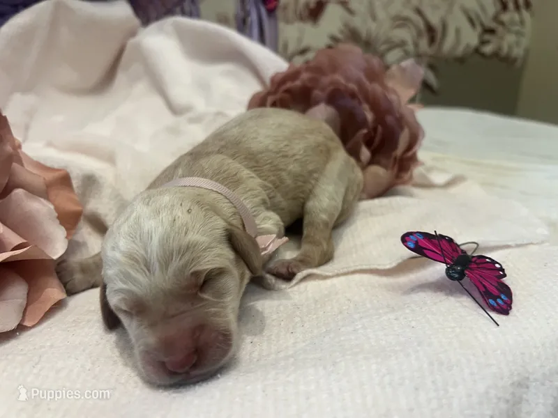 Honey – Labradoodle puppy for sale in Noble, OK