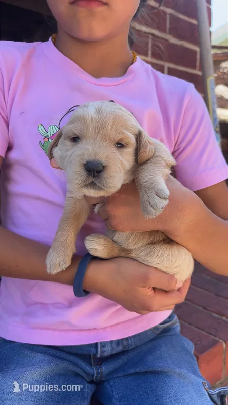 Honey – Labradoodle puppy for sale in Noble, OK