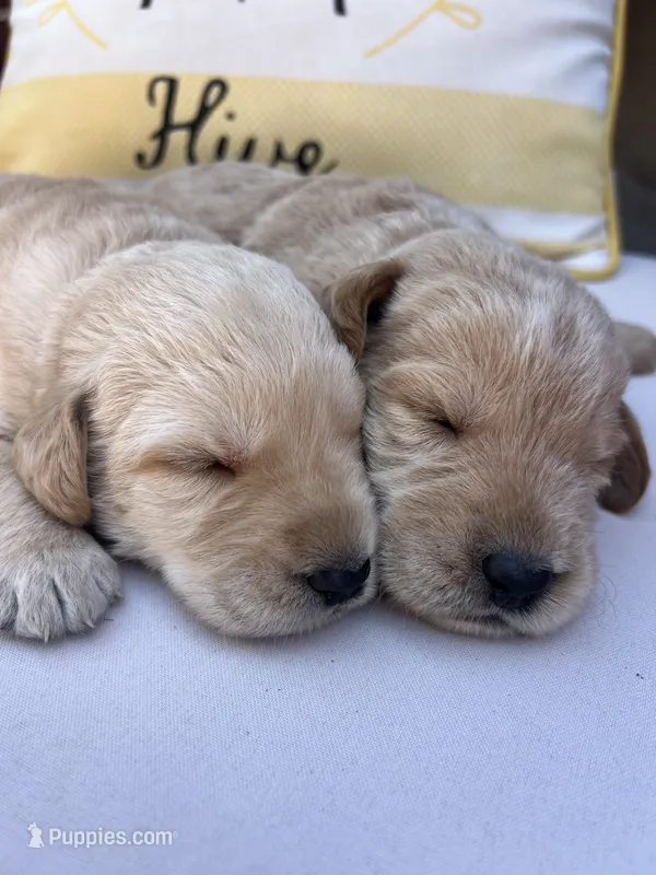 Milo – Labradoodle puppy for sale in Noble, OK