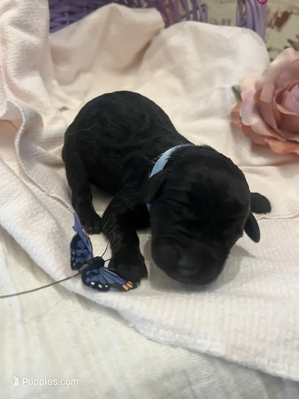 Remi – Labradoodle puppy for sale in Noble, OK