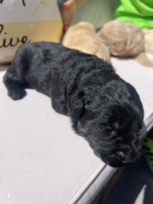 Maple – Labradoodle puppy for sale in Noble, OK