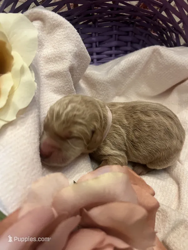 Winnie – Labradoodle puppy for sale in Noble, OK