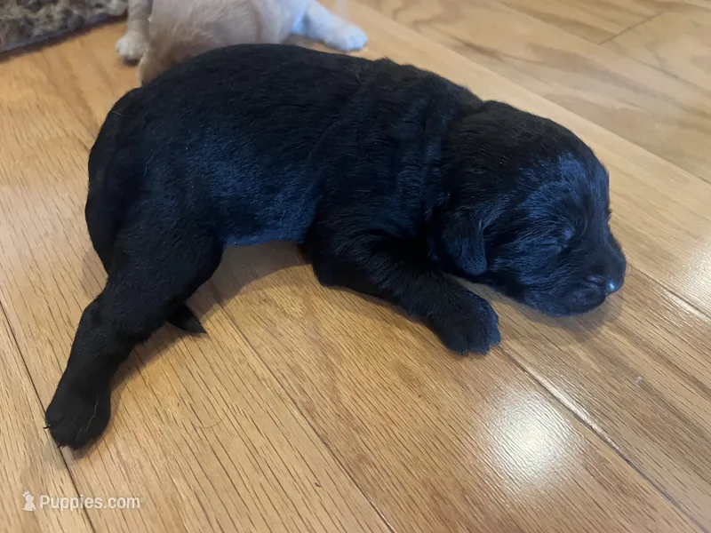 Remi – Labradoodle puppy for sale in Noble, OK