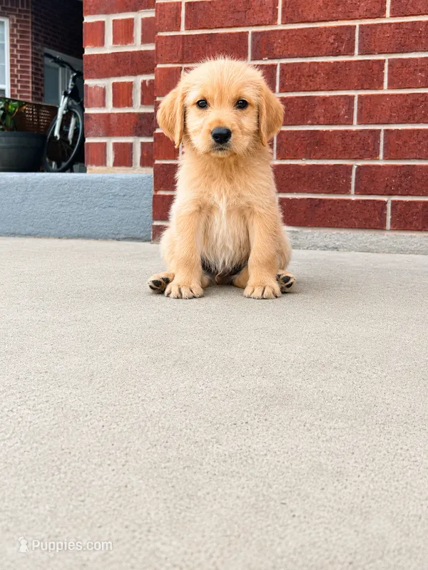 MILO – Labradoodle puppy for sale in Noble, OK