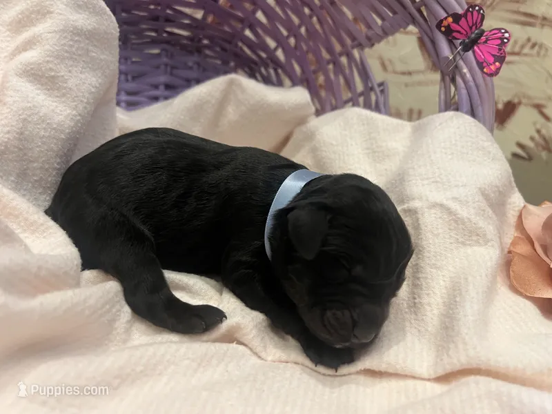 Teddy – Labradoodle puppy for sale in Noble, OK