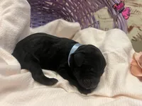 Teddy, a male Labradoodle for sale in Noble, OK – 1 of 2