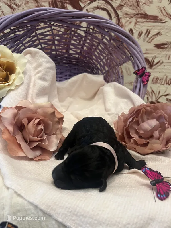 Maple – Labradoodle puppy for sale in Noble, OK