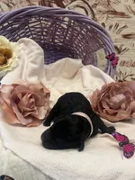 Maple, a female Labradoodle for sale in Noble, OK – 1 of 2