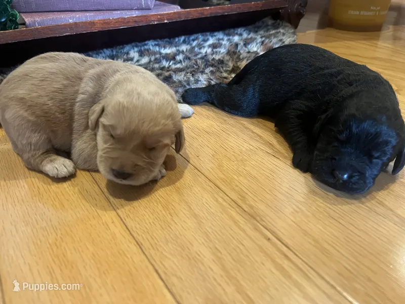 Teddy – Labradoodle puppy for sale in Noble, OK
