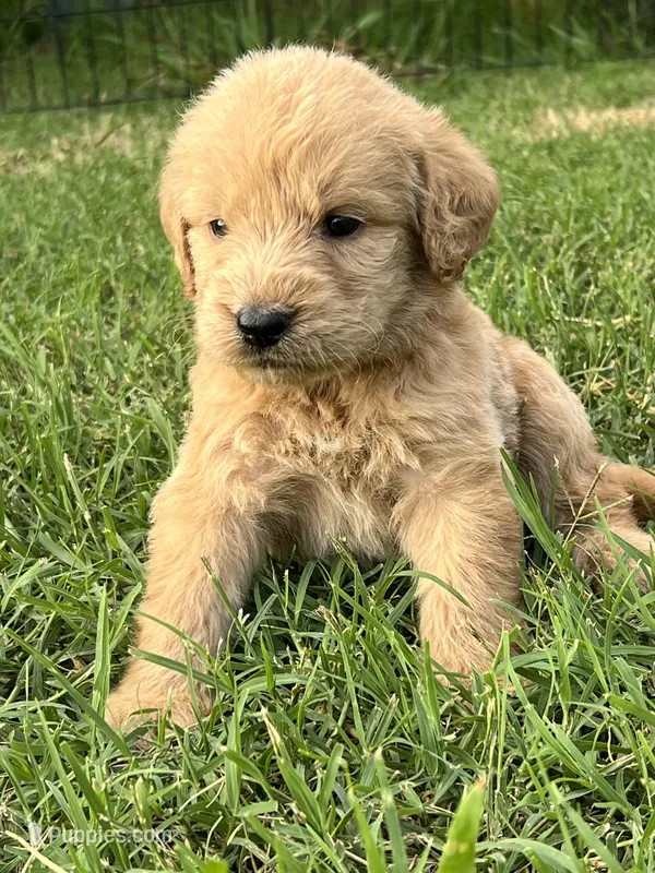 Winnie – Labradoodle puppy for sale in Noble, OK
