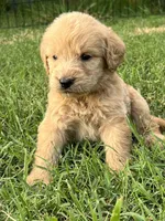 Winnie, a female Labradoodle for sale in Noble, OK – 1 of 2