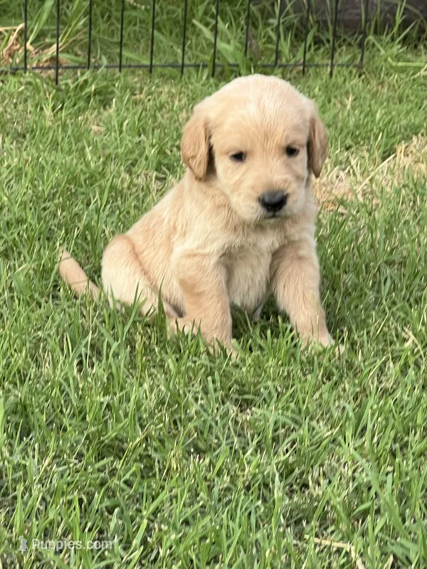 Milo – Labradoodle puppy for sale in Noble, OK