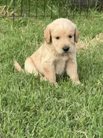 Milo, a male Labradoodle for sale in Noble, OK – 1 of 2