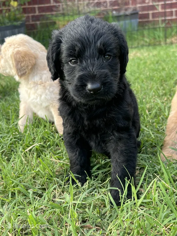 Teddy – Labradoodle puppy for sale in Noble, OK