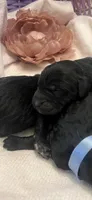 Teddy, a male Labradoodle for sale in Noble, OK – 2 of 2