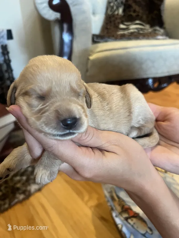 Winnie – Labradoodle puppy for sale in Noble, OK