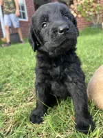 Teddy, a male Labradoodle for sale in Noble, OK – 2 of 2