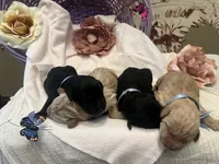Remi, a male Labradoodle for sale in Noble, OK – 2 of 2