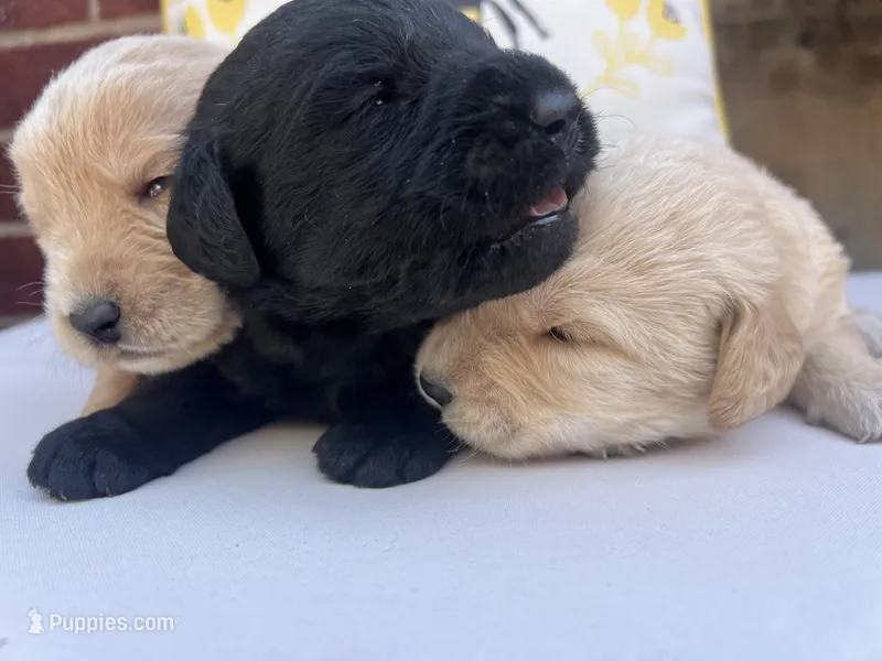 Winnie – Labradoodle puppy for sale in Noble, OK