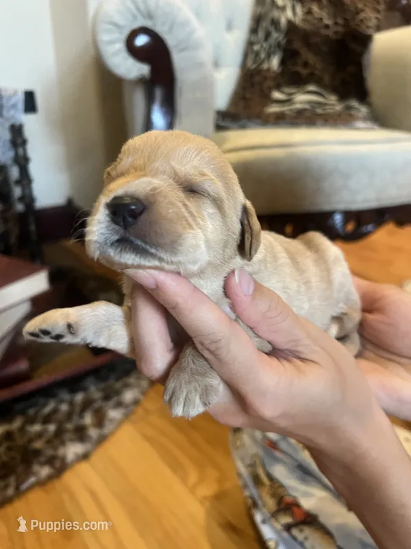 Milo – Labradoodle puppy for sale in Noble, OK