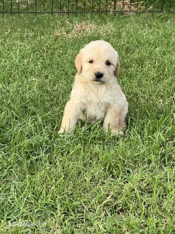 Honey – Labradoodle puppy for sale in Noble, OK