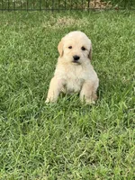 Honey, a female Labradoodle for sale in Noble, OK – 1 of 1