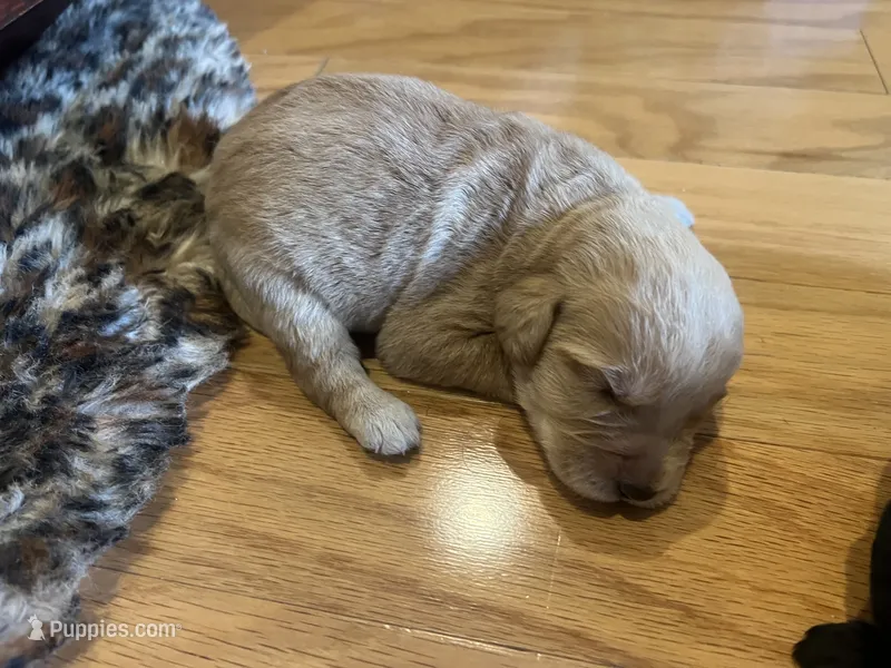 Honey – Labradoodle puppy for sale in Noble, OK
