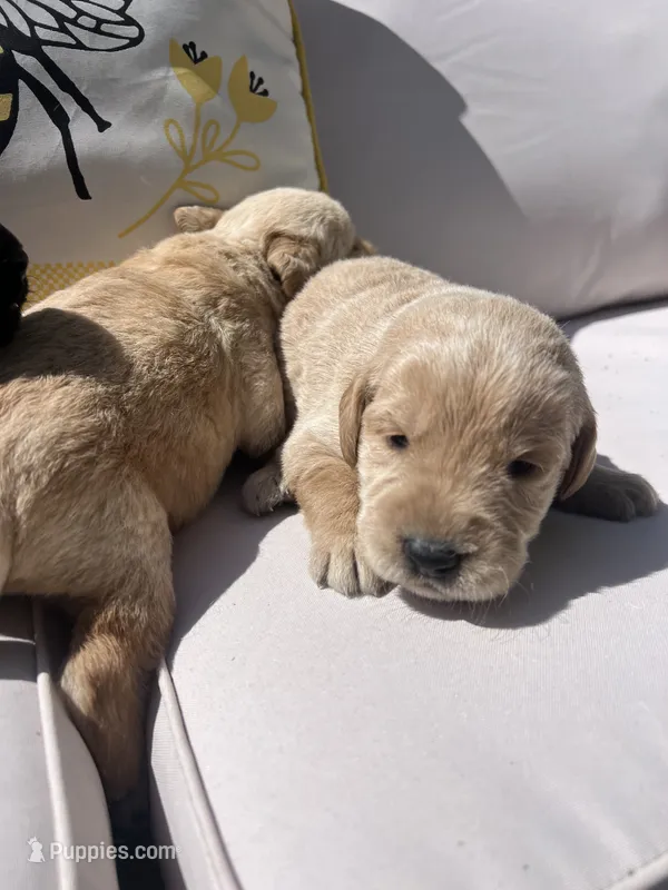 Remi – Labradoodle puppy for sale in Noble, OK
