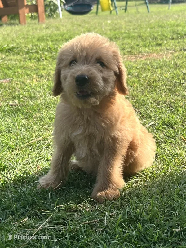 WINNIE – Labradoodle puppy for sale in Noble, OK