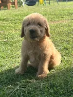 WINNIE, a female Labradoodle for sale in Noble, OK – 1 of 1