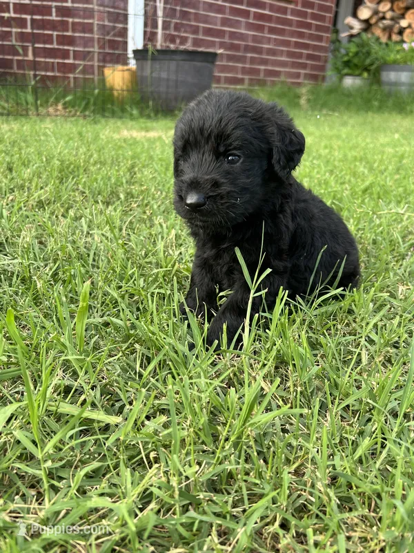 Remi – Labradoodle puppy for sale in Noble, OK