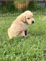 Milo, a male Labradoodle for sale in Noble, OK – 2 of 2