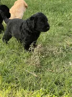 Remi, a male Labradoodle for sale in Noble, OK – 2 of 2