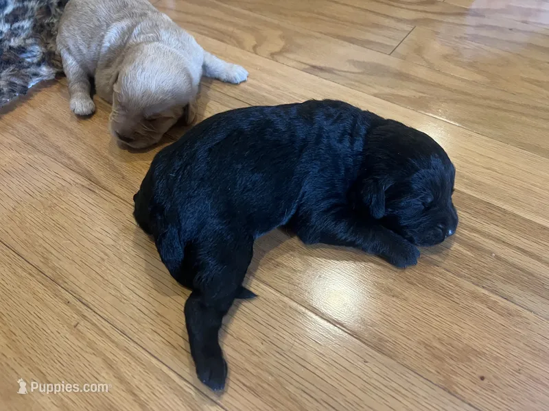 Maple – Labradoodle puppy for sale in Noble, OK