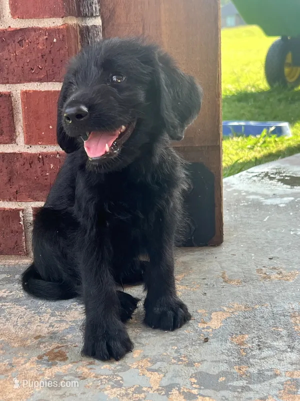 REMI – Labradoodle puppy for sale in Noble, OK