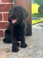 REMI, a male Labradoodle for sale in Noble, OK – 1 of 1