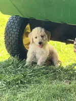 HONEY, a female Labradoodle for sale in Noble, OK – 1 of 1