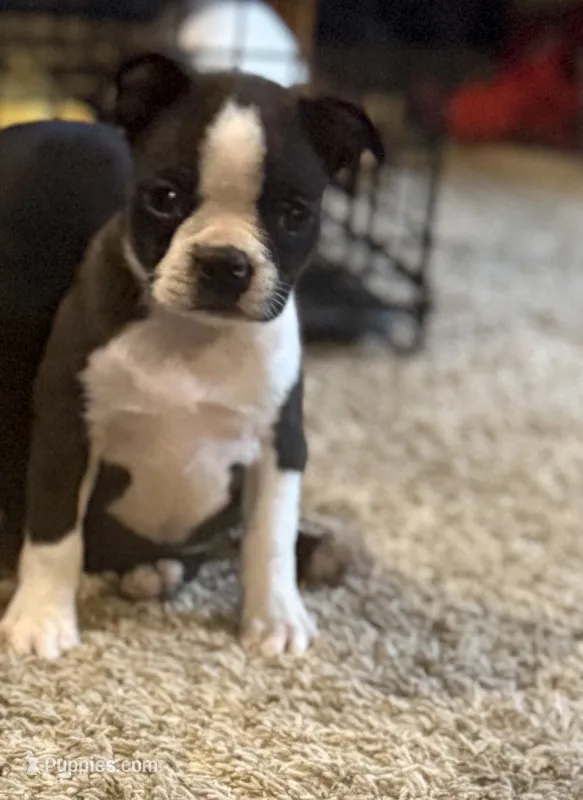 Girl 1 – Boston Terrier puppy for sale in Ridgway, CO