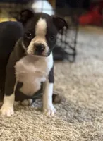 Girl 2, a female Boston Terrier for sale in Ridgway, CO – 2 of 4