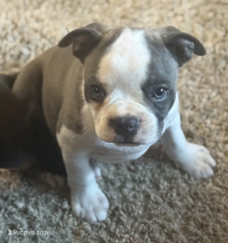 Blue boy – Boston Terrier puppy for sale in Ridgway, CO