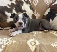 Lavender girl , a female Boston Terrier for sale in Hidden Valley Lake, CA – Photo 2 of 5