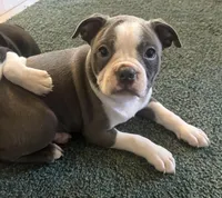 Lavender girl , a female Boston Terrier for sale in Hidden Valley Lake, CA – Photo 1 of 5