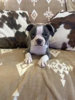 Lavender girl , a female Boston Terrier for sale in Hidden Valley Lake, CA – Photo 4 of 5