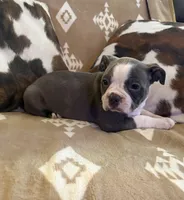 Lavender girl , a female Boston Terrier for sale in Hidden Valley Lake, CA – Photo 3 of 5