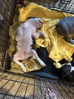Blue boy, a male Boston Terrier for sale in Ridgway, CO – 3 of 3