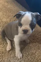 Blue boy, a male Boston Terrier for sale in Ridgway, CO – 2 of 3