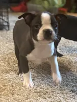 Girl 1, a female Boston Terrier for sale in Ridgway, CO – 2 of 4