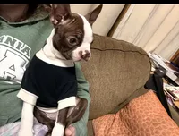 Jeffey, a male Boston Terrier for sale in Hidden Valley Lake, CA – 2 of 4