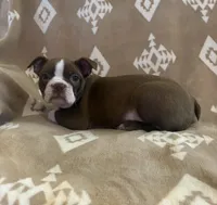 Red girl , a female Boston Terrier for sale in Hidden Valley Lake, CA – Photo 2 of 4
