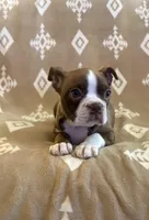 Red girl , a female Boston Terrier for sale in Hidden Valley Lake, CA – Photo 3 of 4